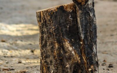 Ist Heizen mit Holz wirklich klimafreundlich?